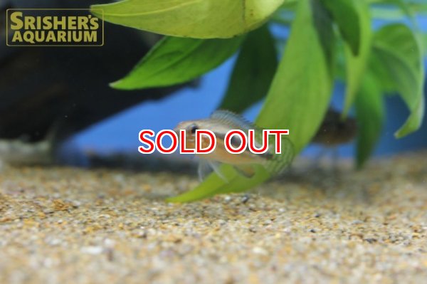 画像5: アピストグラマ sp. ミウア ワイルド (ペア) (5)