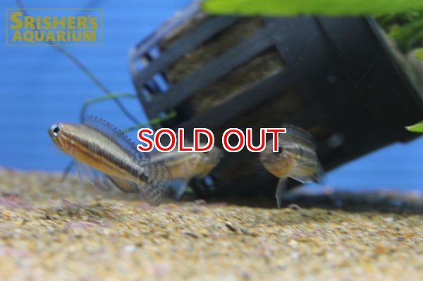 画像3: アピストグラマ sp. ミウア ワイルド (ペア) (3)