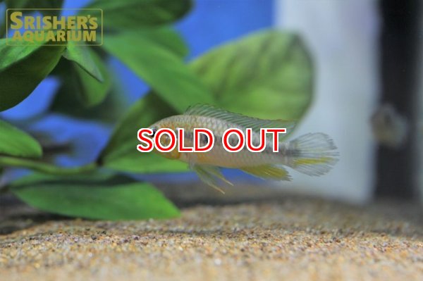 画像6: アピストグラマ アガシジー カレイロ ワイルド (ペア) (6)