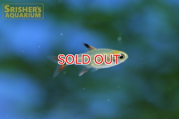 画像3: スーパーアマリリステトラ（マットグロッソ） (3)