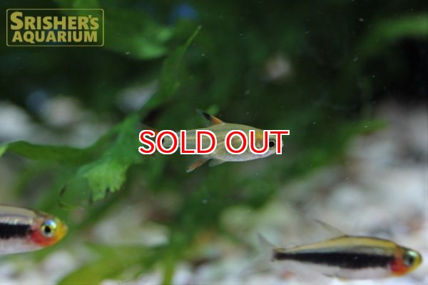 画像2: スーパーアマリリステトラ（マットグロッソ） (2)