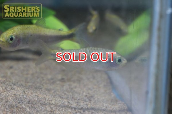 画像5: ダイヤモンドイエローコギャルテトラ（カシンボ） (5)