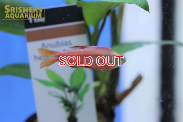 画像4: スーパーレッドデビルテトラ　オス　WILD (4)