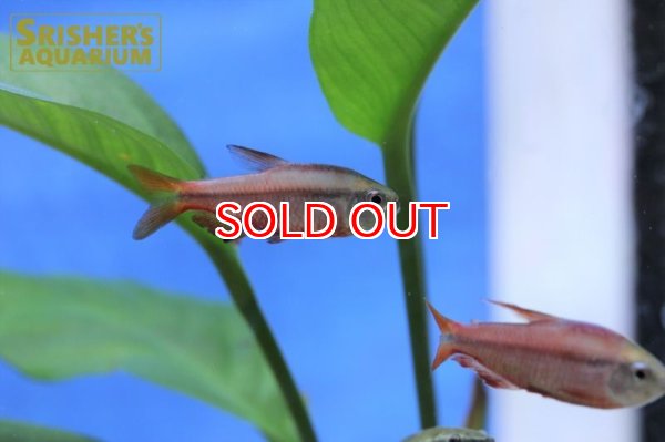 画像3: スーパーレッドデビルテトラ　オス　WILD (3)
