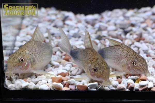 画像3: コリドラス シミリスV WILD (3)