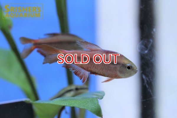 画像2: スーパーレッドデビルテトラ　オス　WILD (2)
