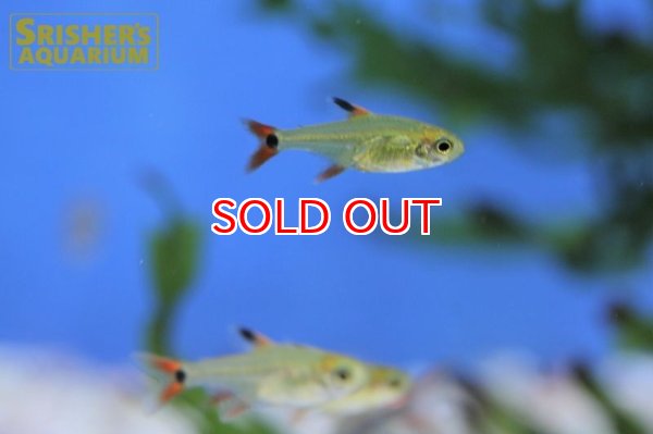 画像5: スーパーアマリリステトラ（マットグロッソ） (5)