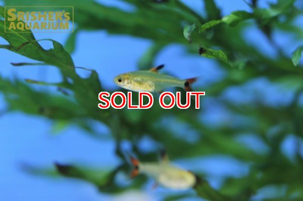 画像6: スーパーアマリリステトラ（マットグロッソ） (6)