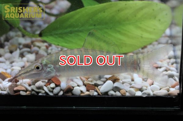 画像2: タイガーボーシャ (2)