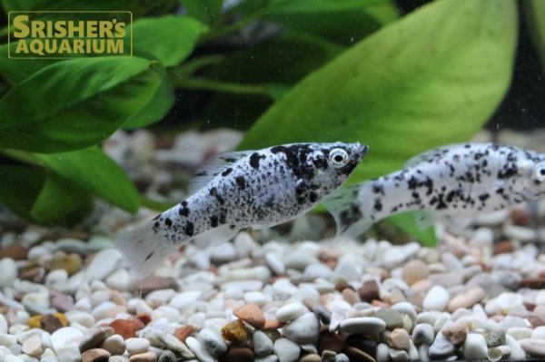 画像2: ダルメシアンモーリー (2)