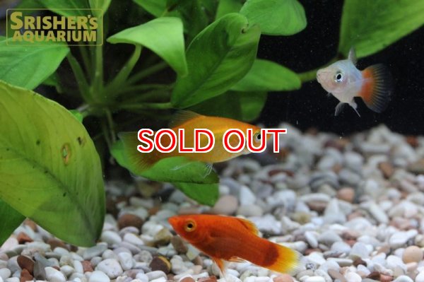 画像2: プラティ　ミックス (2)