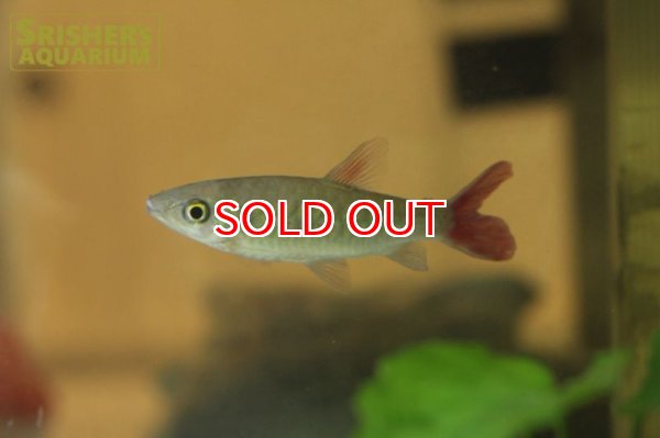 画像2: スポットピンクテールカラシンWILD（ペルー） (2)