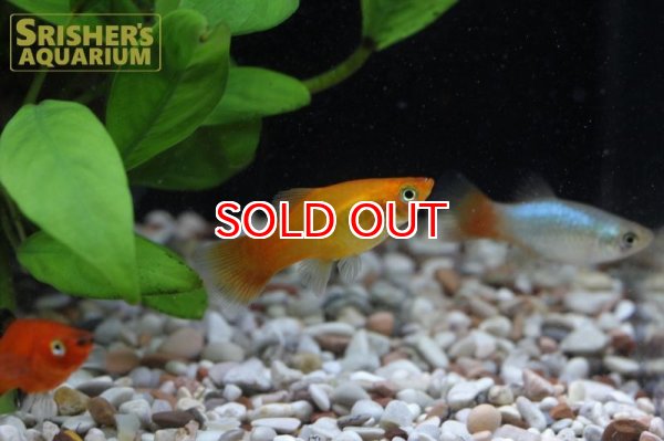 画像3: プラティ　ミックス (3)