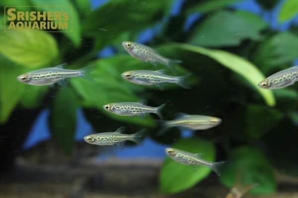 画像2: ゴールドリングダニオ (2)