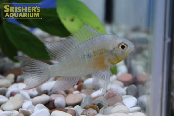 画像2: ミクロゲオファーガス　アルティスピノーサ（ブリード） (2)