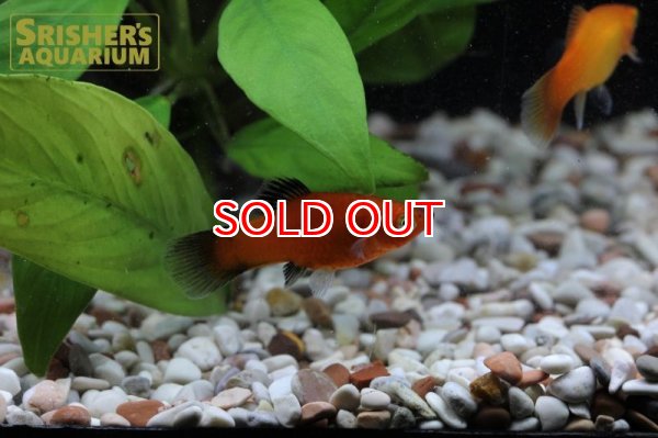 画像4: プラティ　ミックス (4)