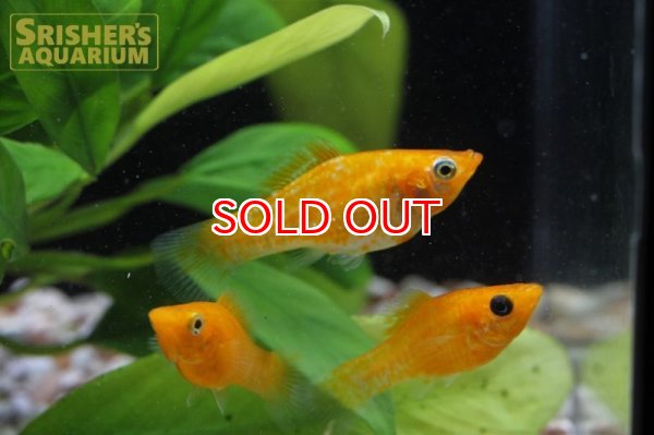 画像2: オレンジモーリー (2)