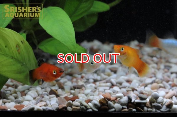 画像5: プラティ　ミックス (5)