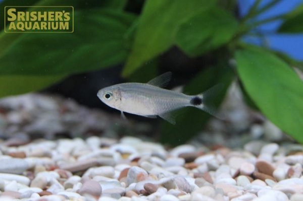 画像3: キティテトラ（ブリード） (3)