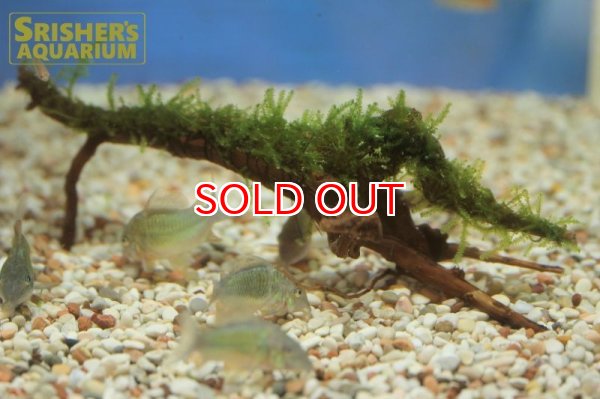 画像3: 枝流木 Sサイズ（南米ウィローモス付き）　 (3)