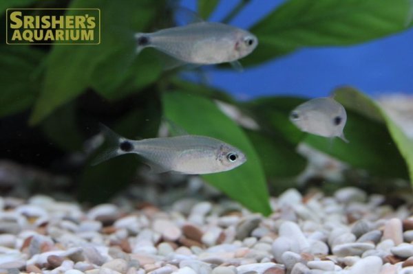 画像2: キティテトラ（ブリード） (2)