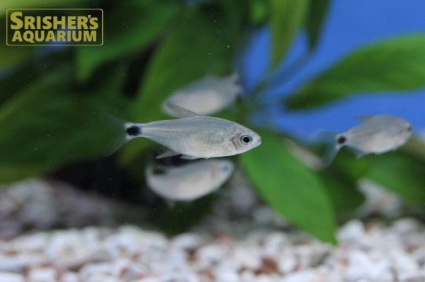 画像1: キティテトラ（ブリード） (1)