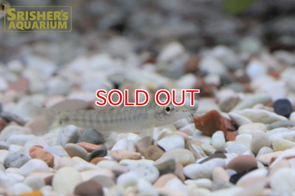 画像3: ピグミーバンデッドビッグアイローチ (3)