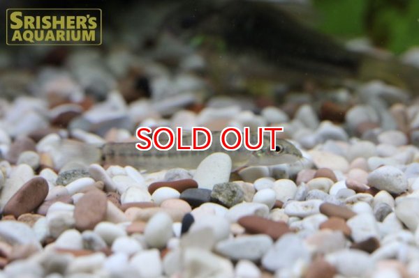 画像2: ピグミーバンデッドビッグアイローチ (2)