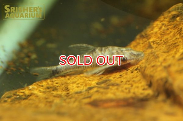 画像4: バンパイアオトシン "ブラック" (4)