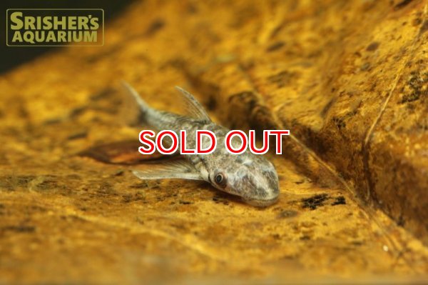 画像2: バンパイアオトシン "ブラック" (2)