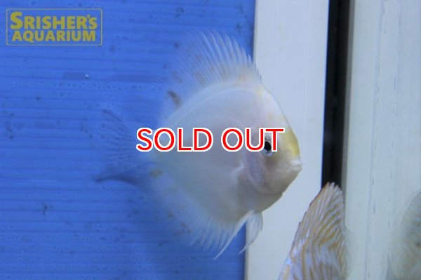 画像2: ホワイトグラスキャリコディスカス (2)