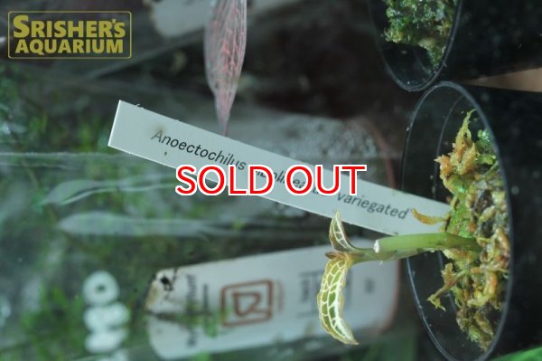 画像2: 観葉植物　アネクトキルス アルボリネアータス バリエガータ (2)