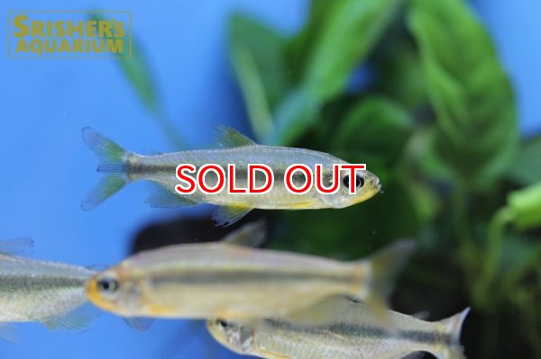 画像4: スーパーレッドチェリーコンゴテトラ（オス）ブルータイプ (4)