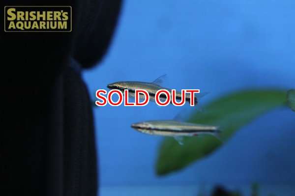 画像3: ベックフォルディペンシル (3)