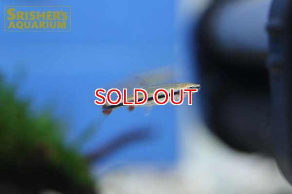 画像2: ベックフォルディペンシル (2)