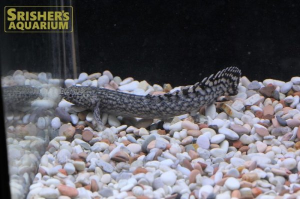 画像3: ポリプテルス オルナティピンニス（ブリード） (3)