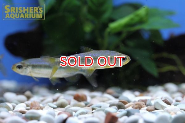 画像2: スーパーレッドチェリーコンゴテトラ（オス）ブルータイプ (2)