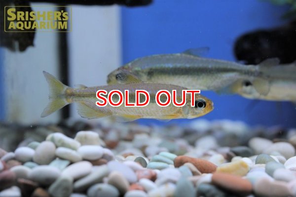 画像7: スーパーレッドチェリーコンゴテトラ（オス）ブルータイプ (7)