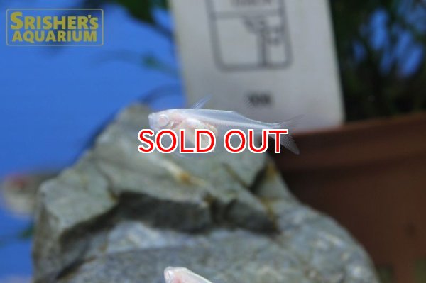 画像4: アルビノシルバーハチェット (4)