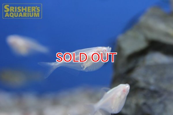 画像1: アルビノシルバーハチェット (1)