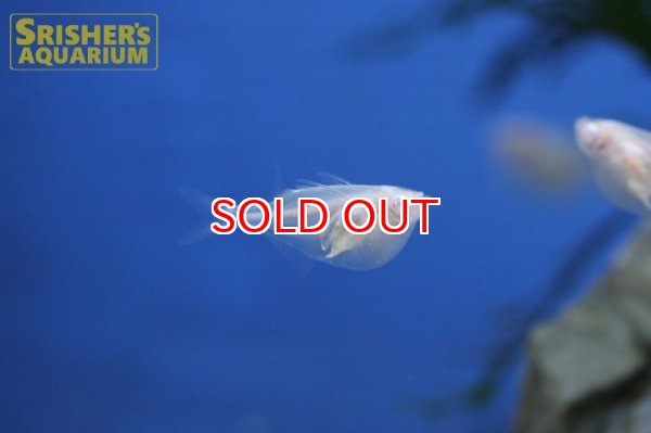 画像2: アルビノシルバーハチェット (2)