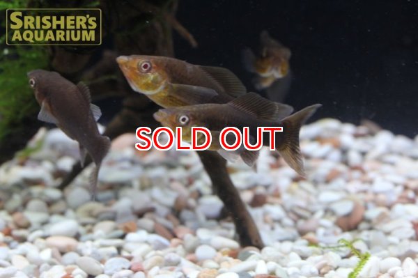 画像3: チョコレートライヤーモーリー (3)