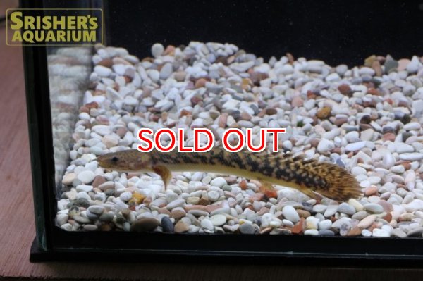 画像4: ポリプテルス テウゲルシー（ブリード） (4)