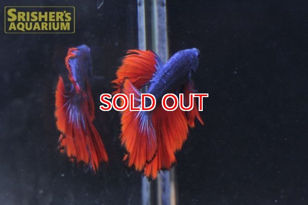 画像2: ベタ ハーフムーン ドラゴン オス n-3 (2)