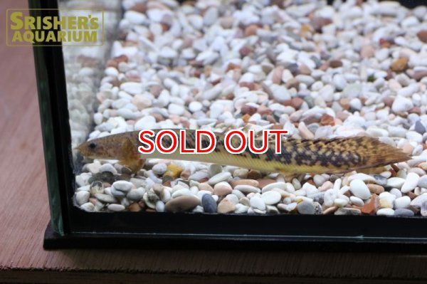 画像3: ポリプテルス テウゲルシー（ブリード） (3)