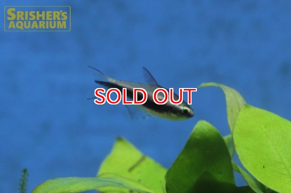 画像5: エンペラーテトラ (5)