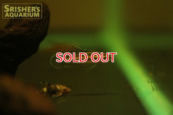 画像2: リコリスグラミー (2)