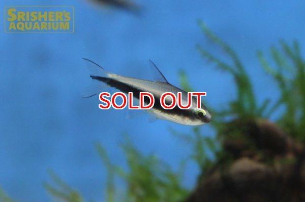 画像4: エンペラーテトラ (4)