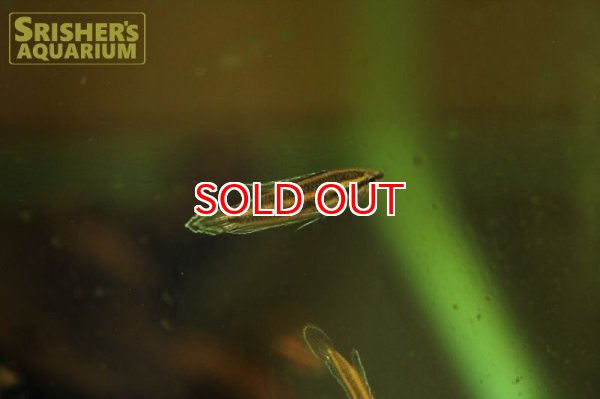 画像3: リコリスグラミー (3)