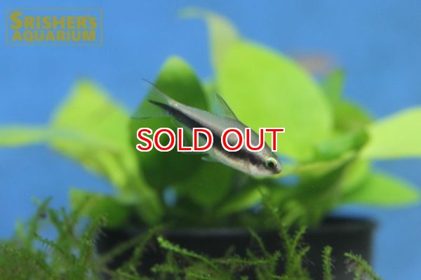 画像2: エンペラーテトラ (2)